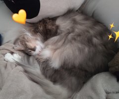 猫写真