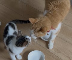 猫写真