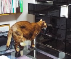 猫写真