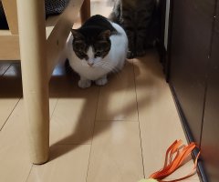 猫写真