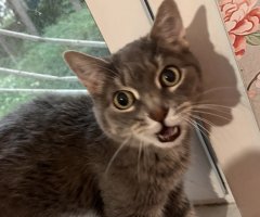 猫写真