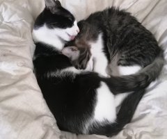 猫写真