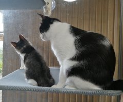 猫写真
