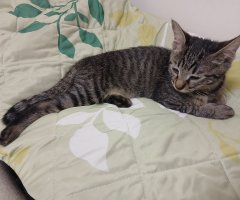 猫写真