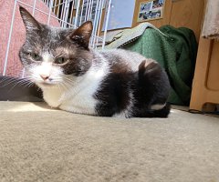 猫写真