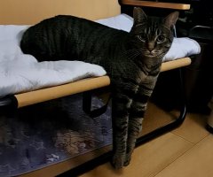 猫写真