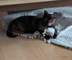 猫写真