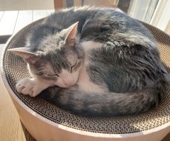 猫写真