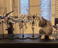 猫写真