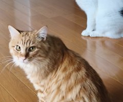 猫写真