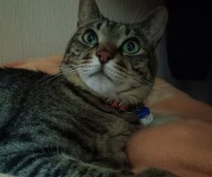 猫写真