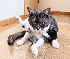 猫写真