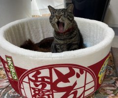 猫写真