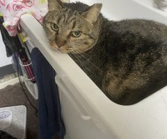 猫写真