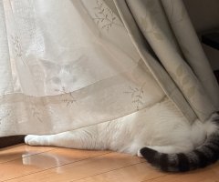 猫写真