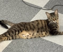 猫写真