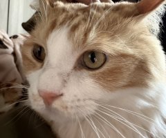 猫写真