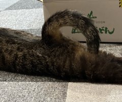 猫写真