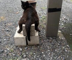 猫写真