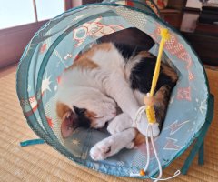 猫写真