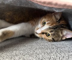 猫写真
