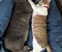 猫写真