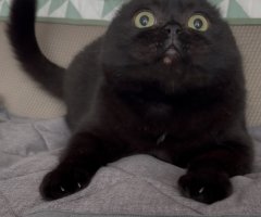 猫写真