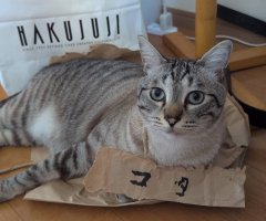 猫写真