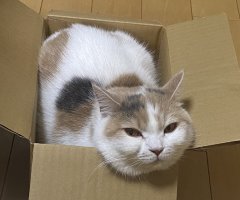 ネコ写真