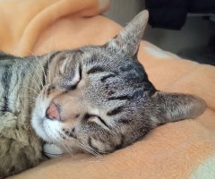 ネコ写真