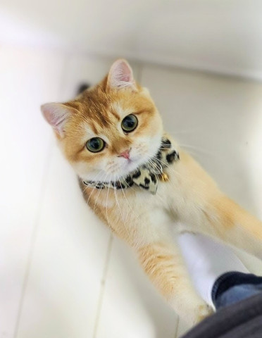 頂戴♪