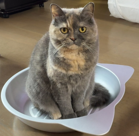 猫鍋