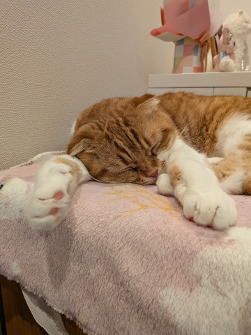 夏の日