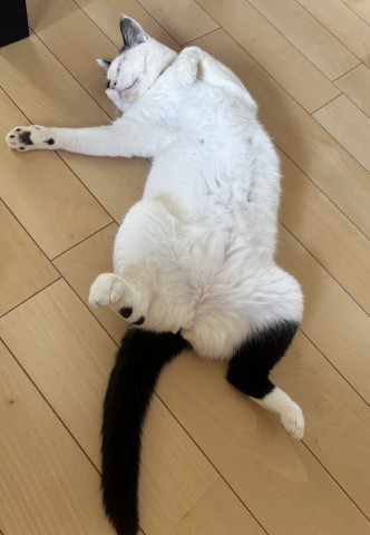 お昼寝中