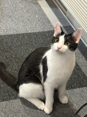 ビビってない時のビビリ猫