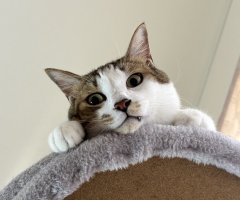 ネコ写真