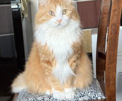 猫写真