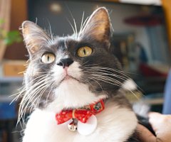 猫写真