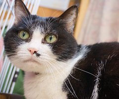 猫写真