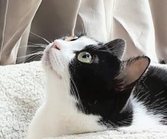 猫写真