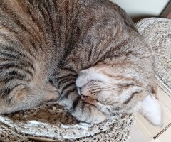 猫写真