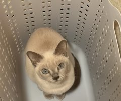 猫写真