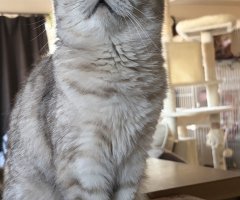 猫写真
