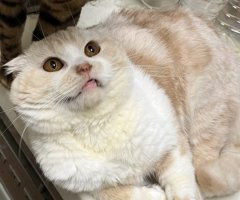猫写真