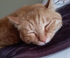 猫写真