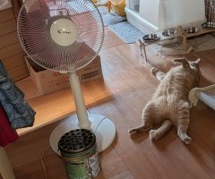 猫写真