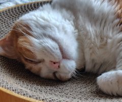 猫写真