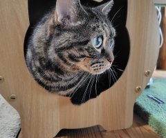 猫写真