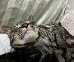 猫写真