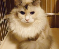 猫写真